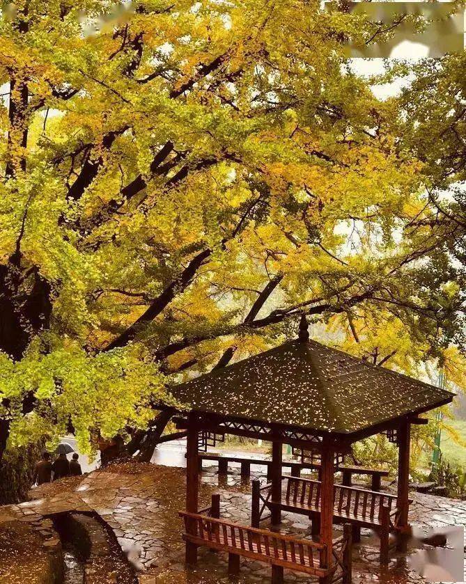 67【国旅自组】派全陪,含接送|67打卡   古银杏林,油杉河,茅台镇