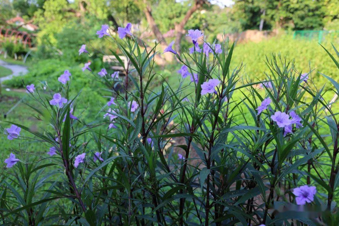 满园春色满园秋——黄钟花