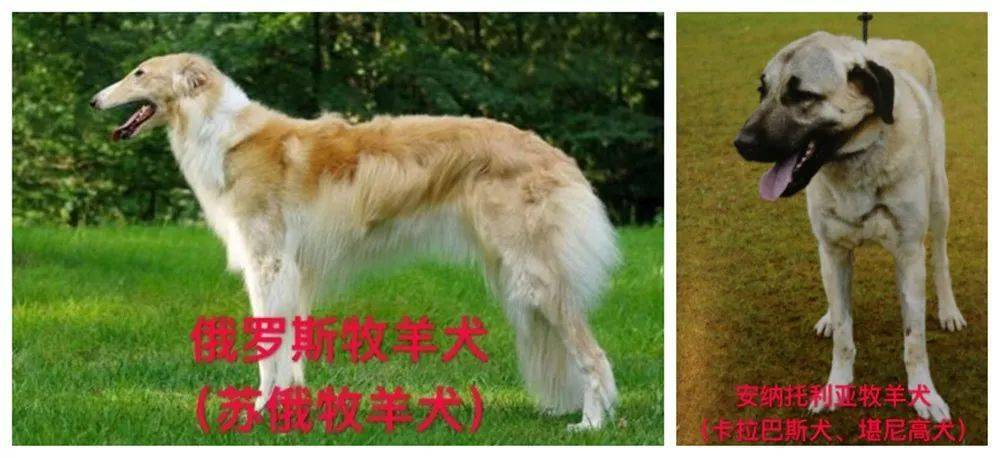 拿破崙獒犬),波爾多獒犬(別稱法國獒犬),聖伯納犬,大丹犬,西班牙獒犬