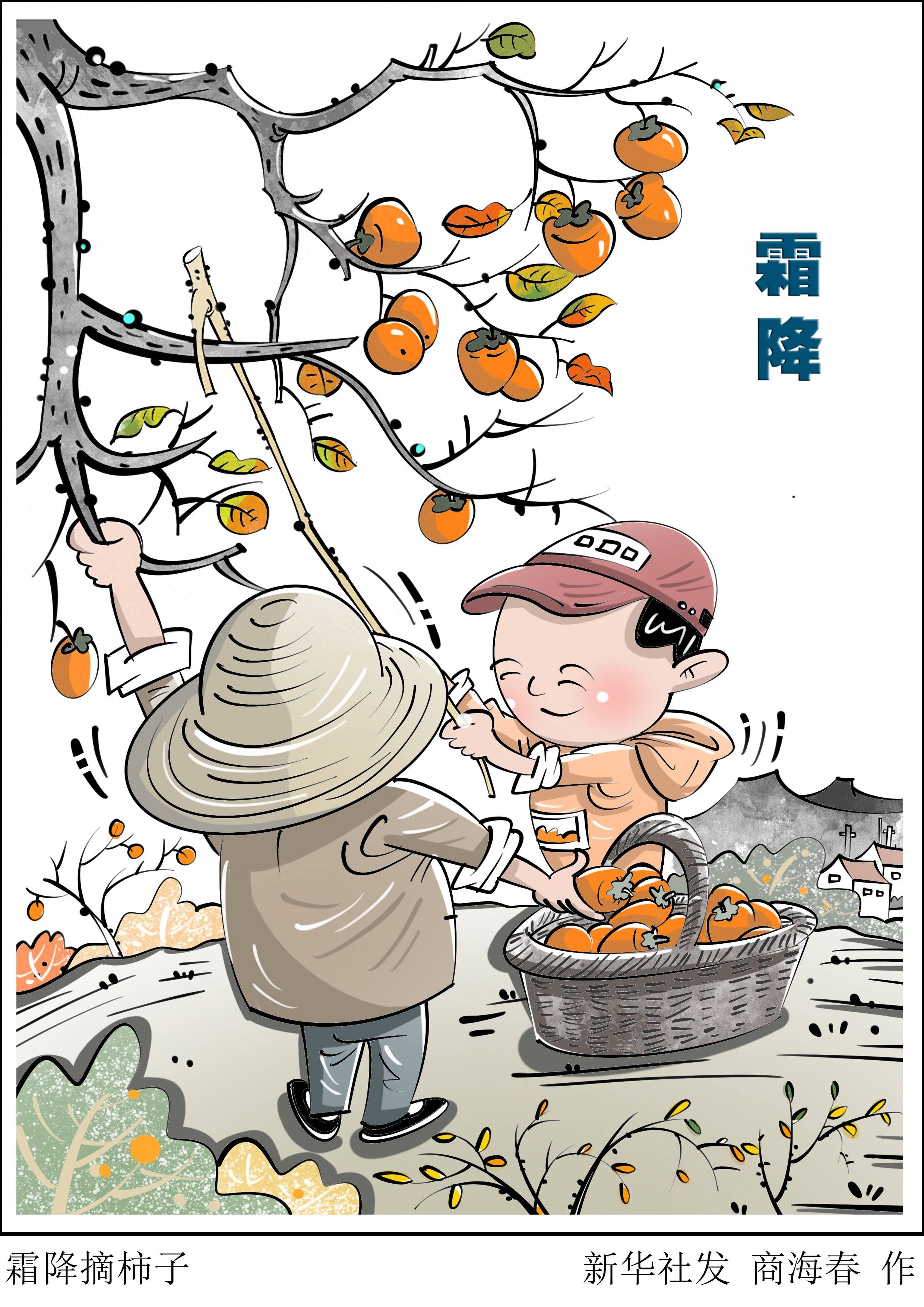 (图表·漫画〔二十四节气·霜降〕霜降摘柿子_新华社_插画_北京