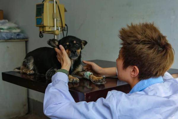 控犬队长邱波:愿给城市"犬患"画上句号_流浪狗_营口市_管理