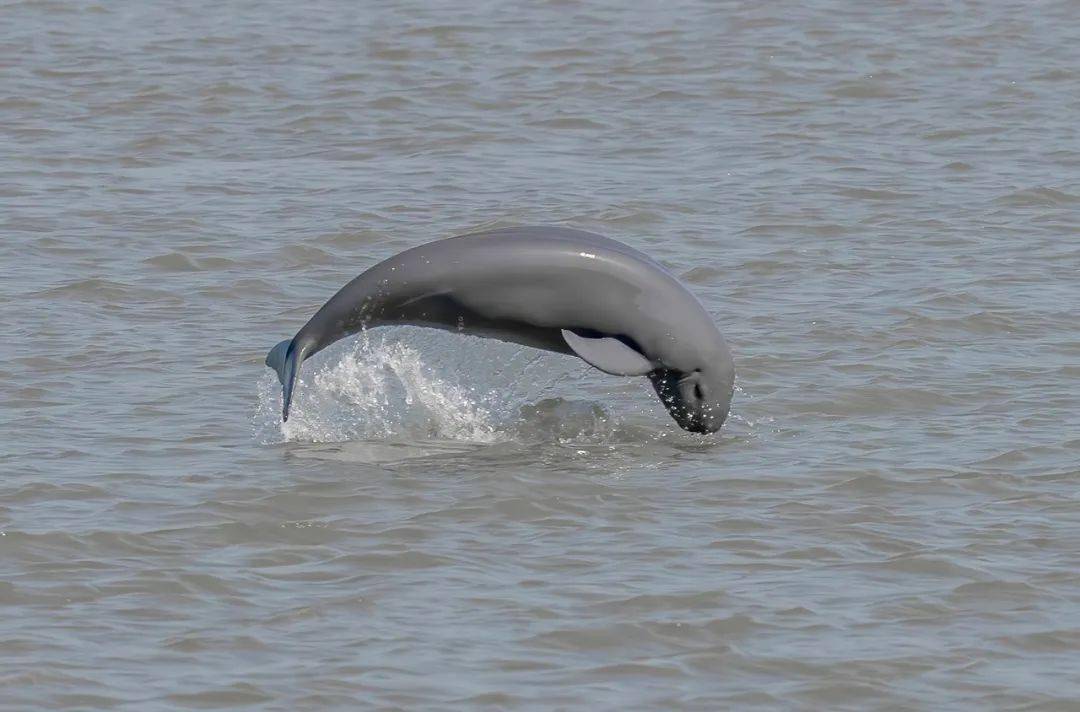 长江江豚保护日 | 古书上的江狶江豘鯆鱼敷鱼浦鱼奔敷,劳动人民口中的
