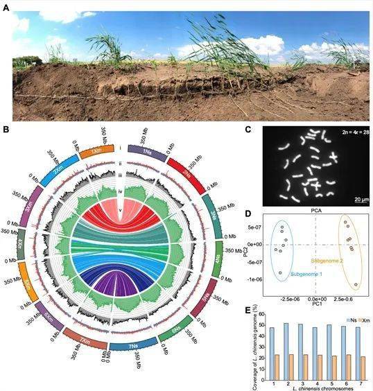 pnas | 曹曉風研究組在優質牧草羊草基因組演化與育種取得重要進展