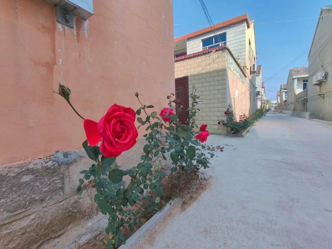 "村在绿中,房在园中,人在花中" 白塔镇小海眼村"花园式"呈现_进行