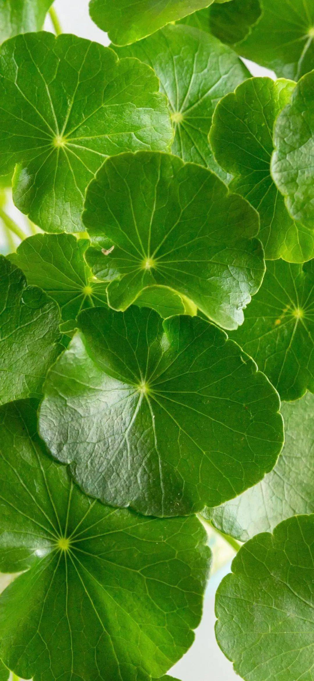 壁纸 | 高级感ins壁纸