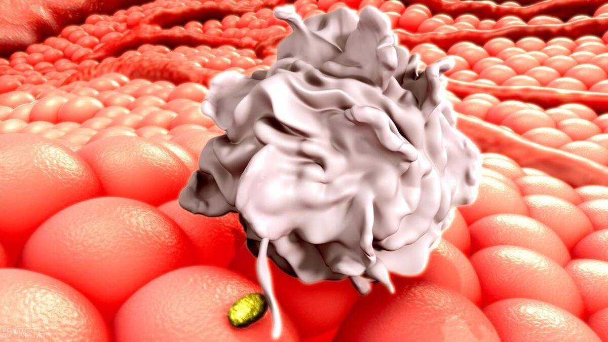 教你看懂血常规指标体检表_红细胞_血小板_情况