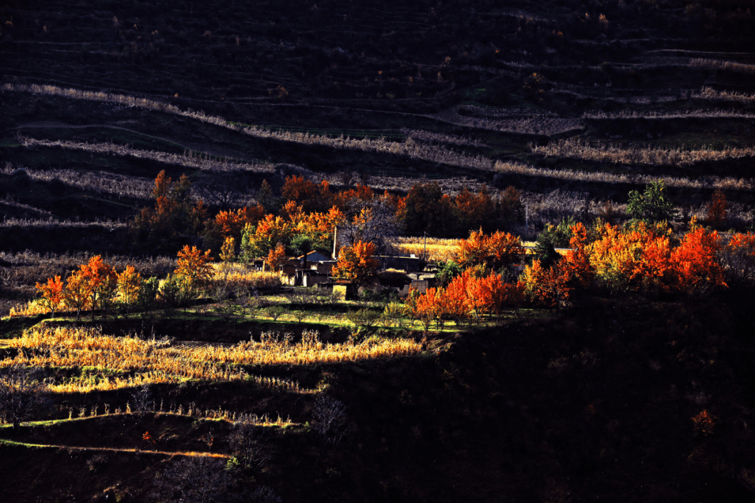 浪漫之秋!一起相约于这片人间仙境醉美红叶!_金川县_季节_叶色