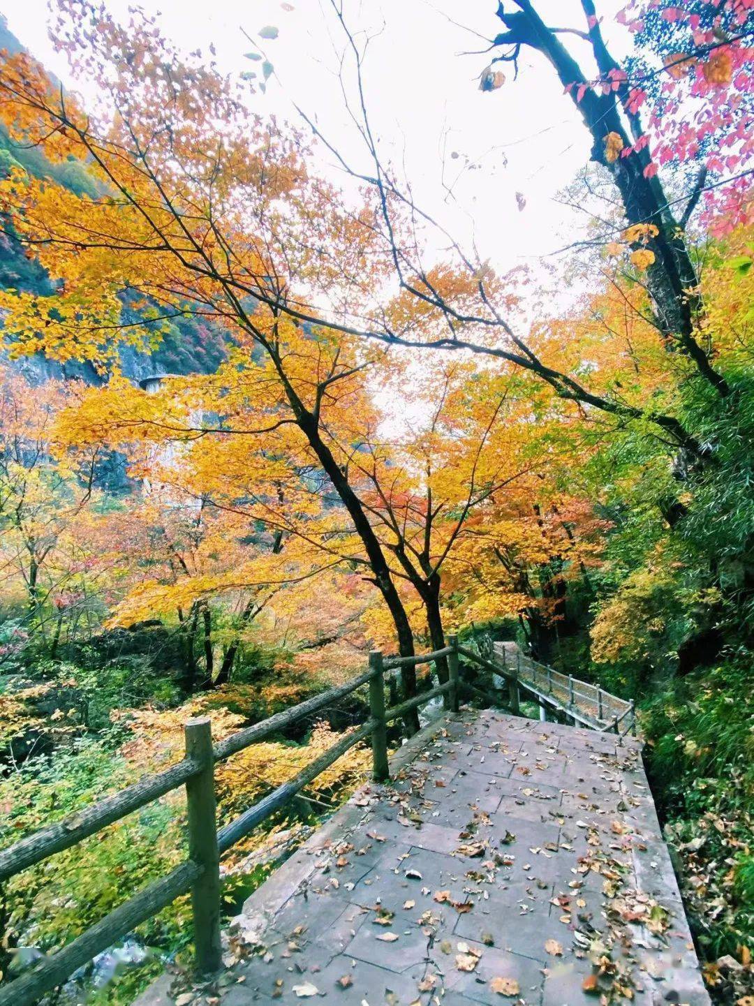 太惊艳,牛背梁绝美峡谷,现在来刚刚好!错过再等一年!_门票_本人_原件