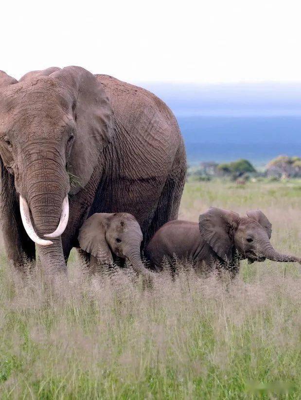 肯尼亚国家公园和马赛马拉2024年全线涨价!_门票_费用_nairobi