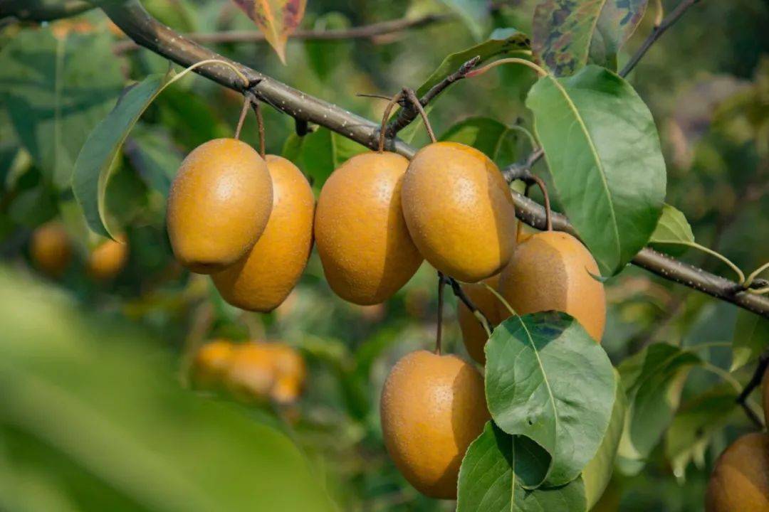 产地食材 ▎金珠沙梨,鲜吃酸甜适宜,蒸煮软糯可口～_生活_果园_朋友