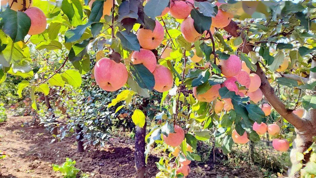 让人垂涎欲滴,果农王玉芬告诉记者,她种植了170多棵苹果树,产量在一万