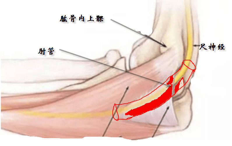 尺骨冠突肌肉附着图片