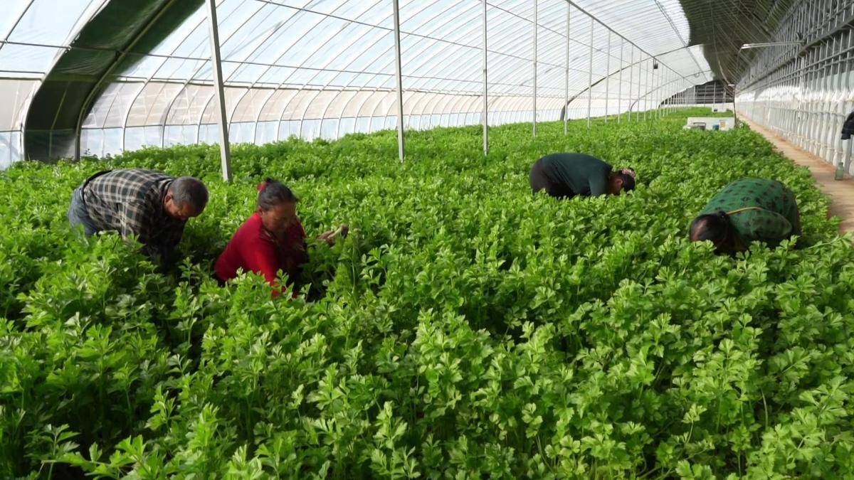 新疆库车:发展特色种植业 "蔬"写致富新篇章_比西巴格乡_种植户_蔬菜