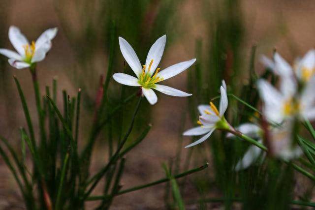 南漳:葱莲盛开 扮靓漳城秋景_叶片_绿叶_莲花