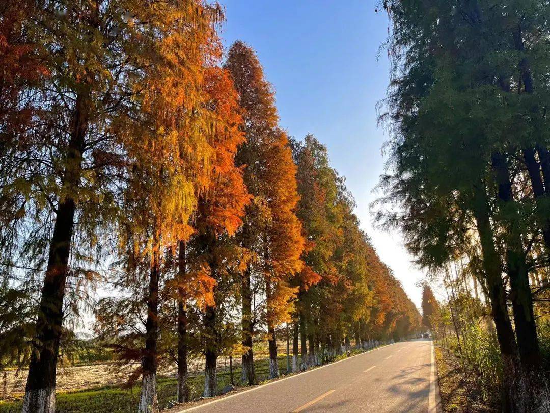 04翁源坝仔金星,粤台公路 - 落羽杉94门票:免费94附近推荐游玩点