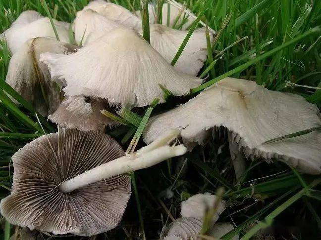 泰山真菌科普:白黄小脆柄菇_白色_cm_褐色