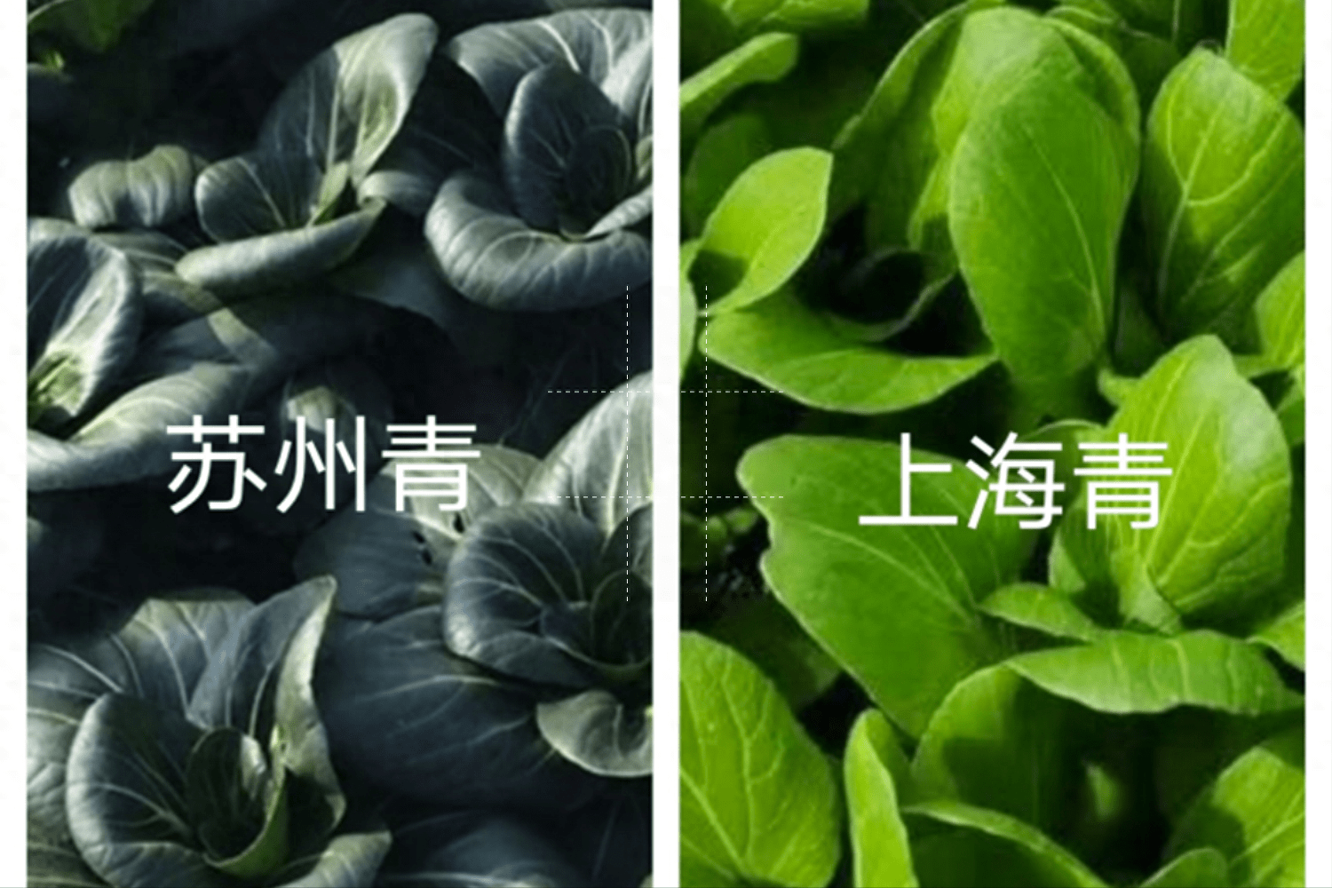 苏州青与上海青，有什么不一样？哪个更好吃？_种植_口感_方式