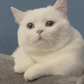 微信热门表情包:一脸坏笑_公众_il_熊猫头