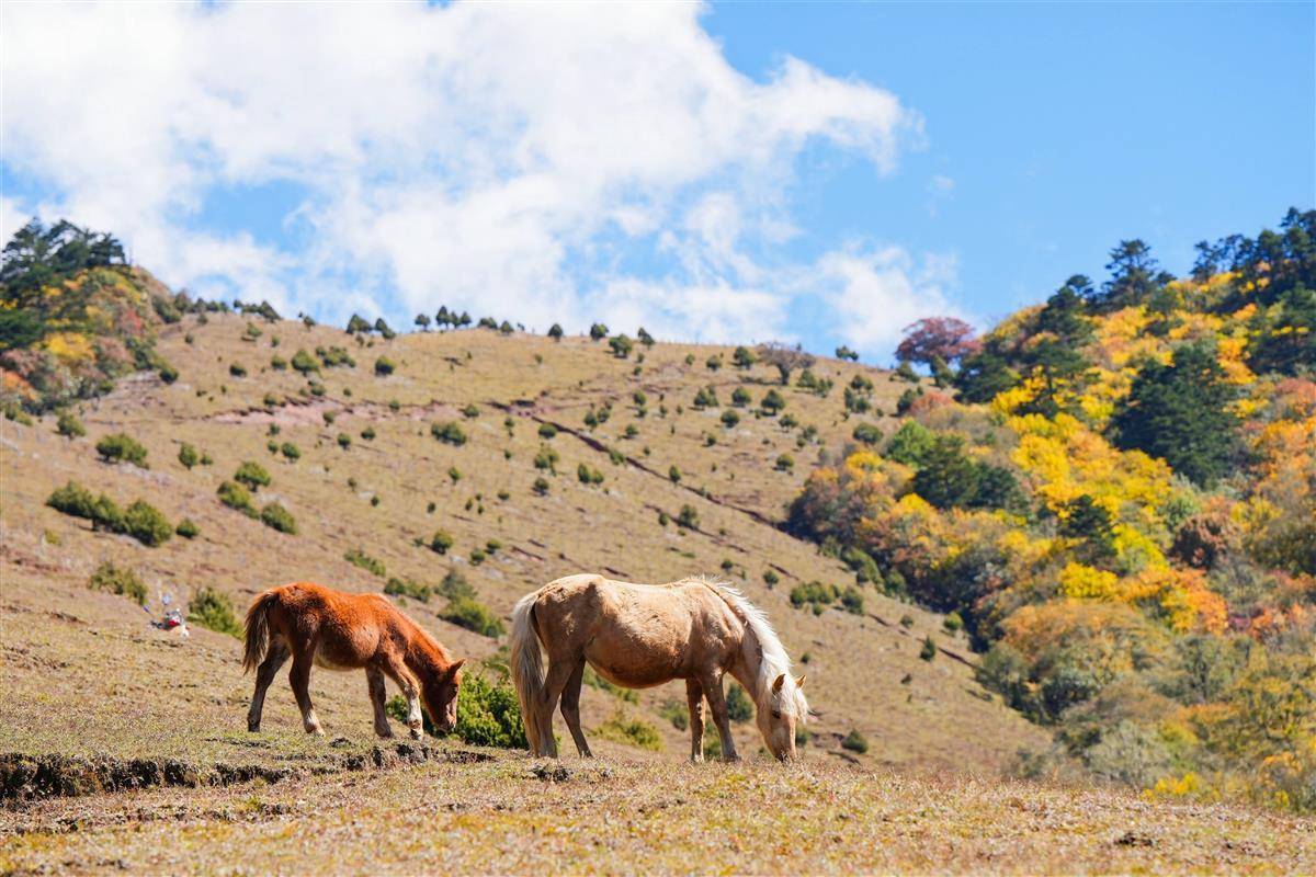 在蚂蚁森林,我们看到坚守的力量_金丝猴_华山松_自然保护区