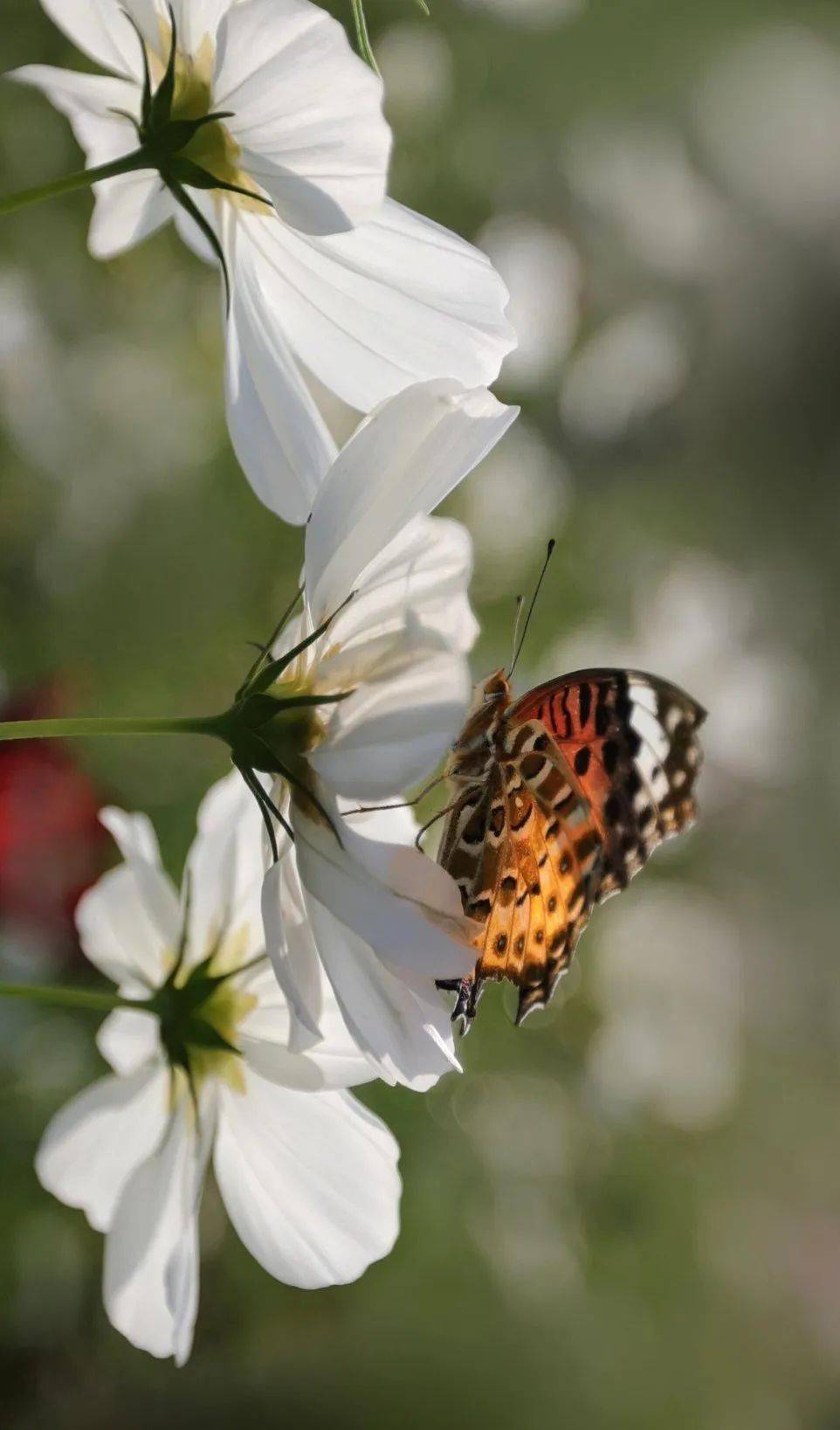 这样的美景很峰峰!_杨元_王健方_靳长友