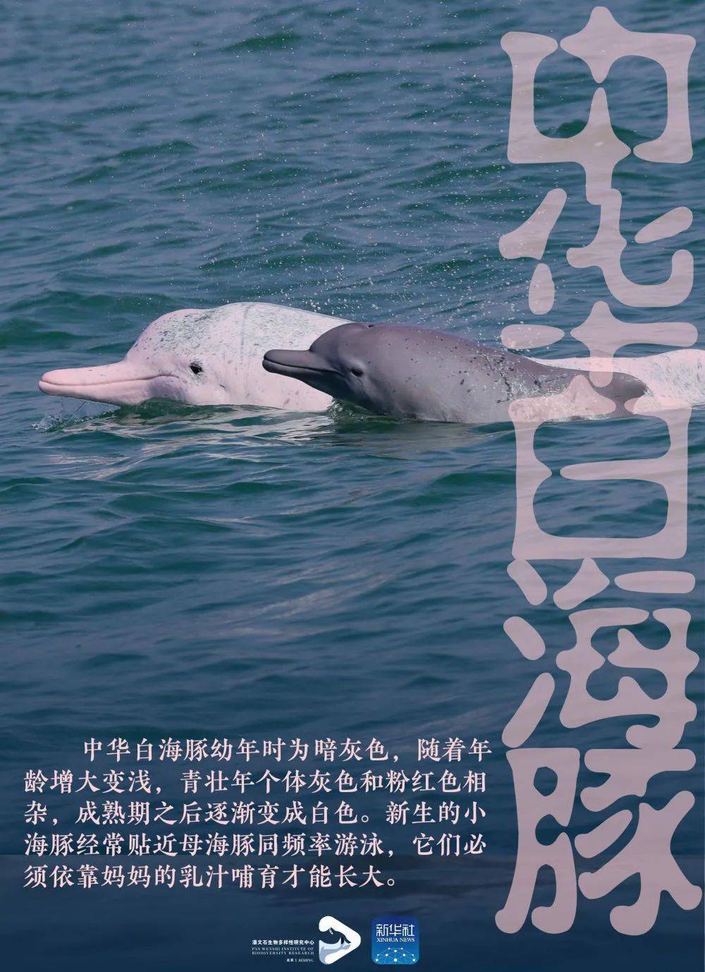 保护海豚海报英语图片