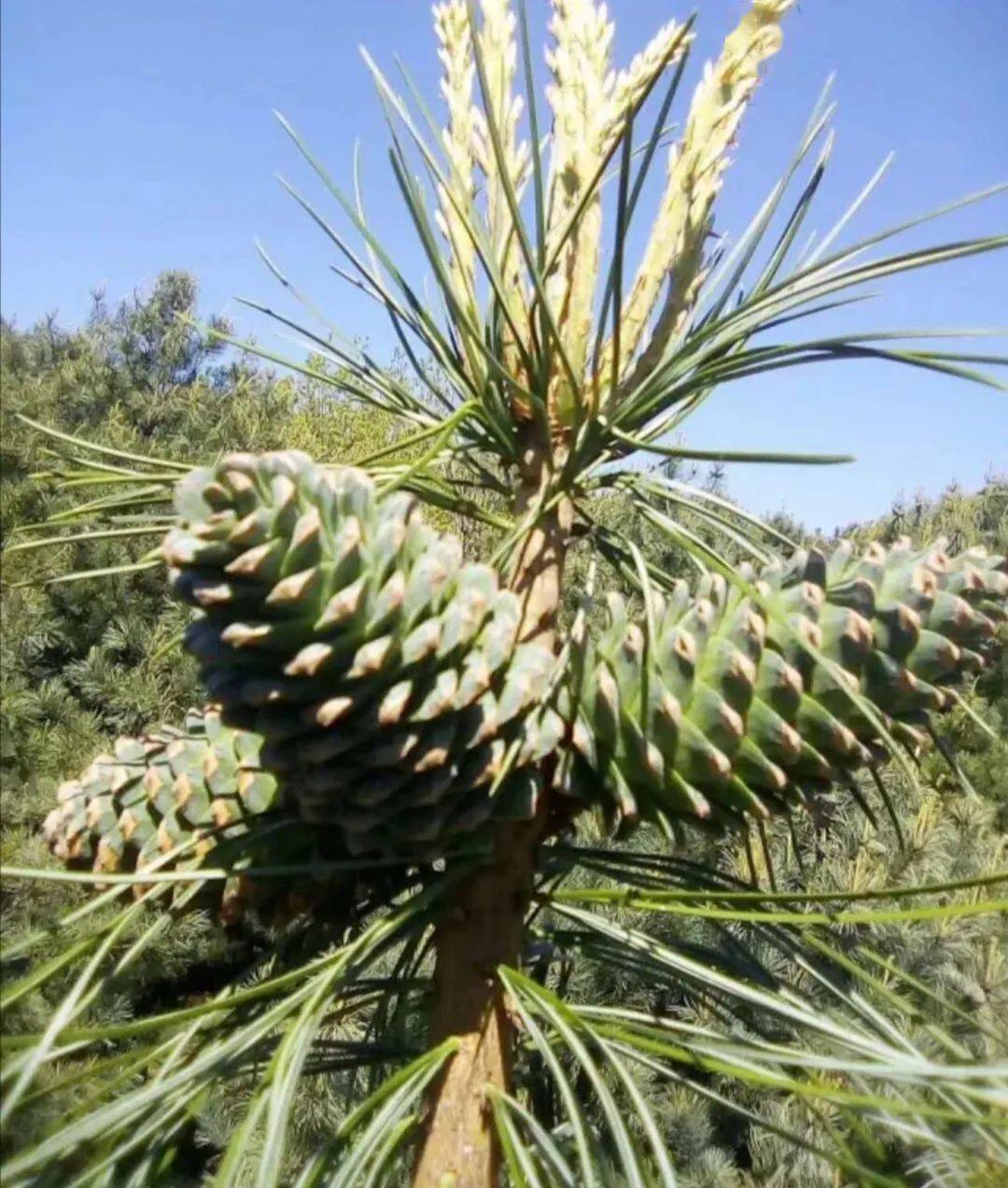 个大饱满的黑龙江松子美味来袭,入口酥脆,松香宜人~_松塔_元起_颗粒