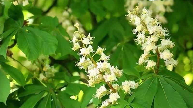 进口的"洋中药"——迈之灵_马栗_中成药_处方