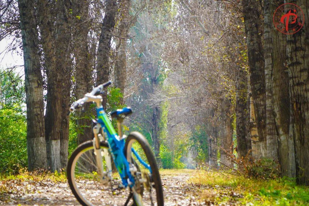 北京中学西坝河校区2023·秋·大地课程-延庆露营_活动_篝火_挑战