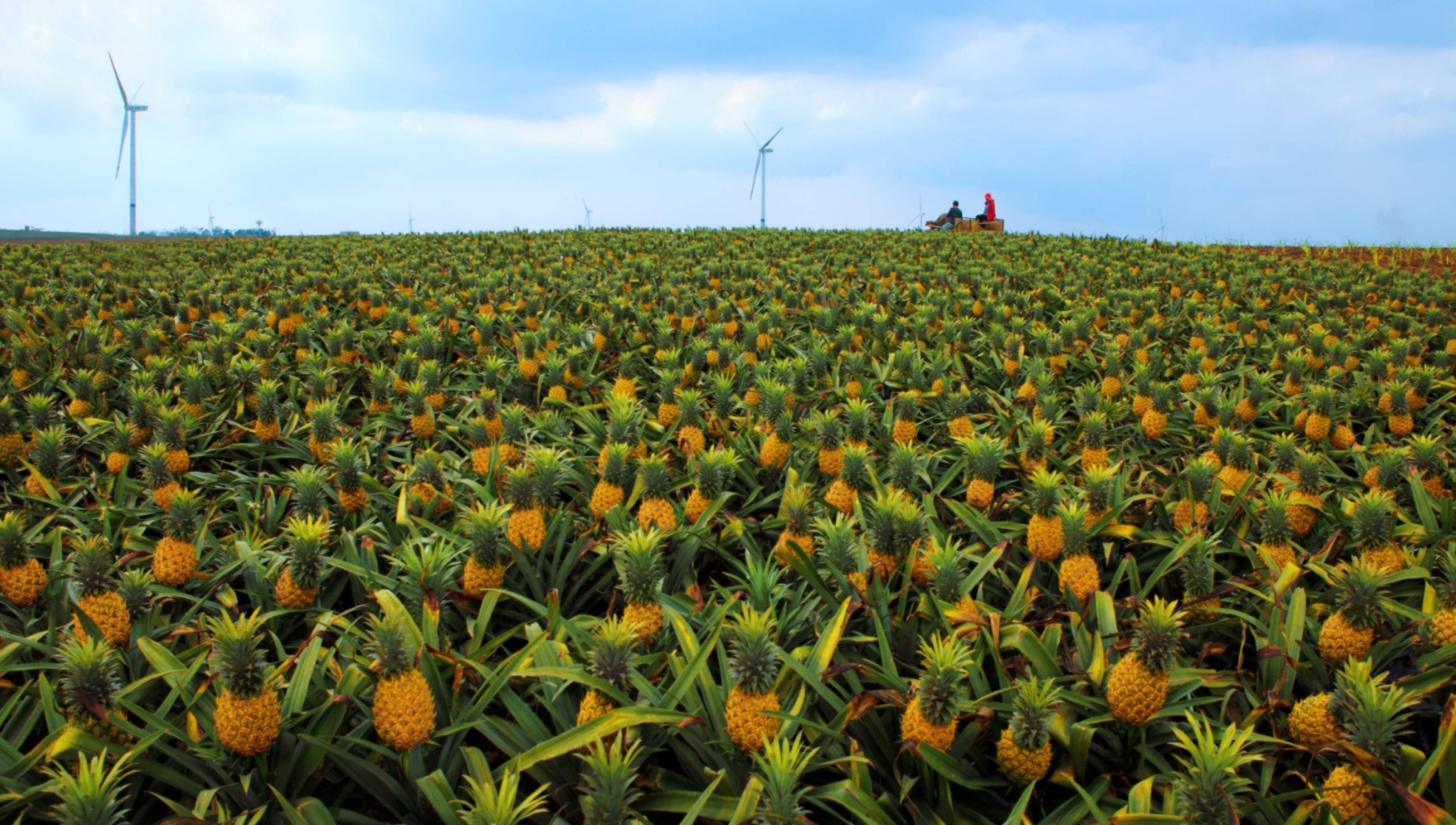 湛江农垦红星农场:做好凤梨产业增收"乘法"_面积_园区_种植