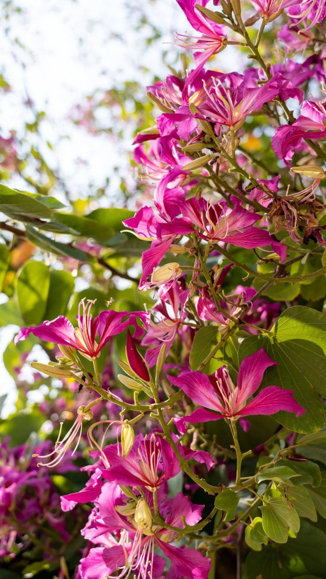 羊蹄甲紫荆花盛放的紫荆引得路人纷纷驻足欣赏七花广场等地人大小区