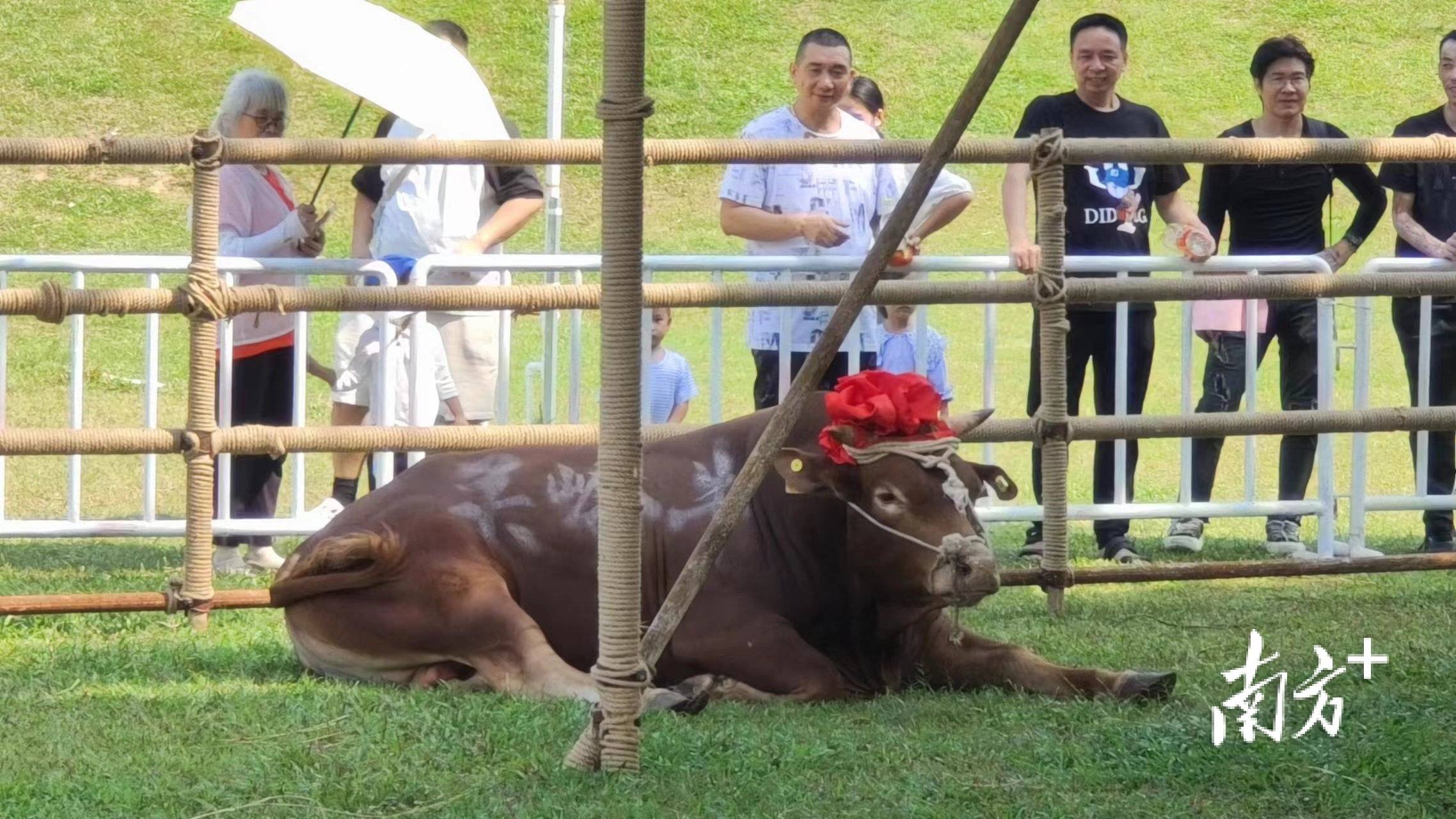 中山沙溪"冠军牛"叫什么好?_关岭_陈少宏_南方
