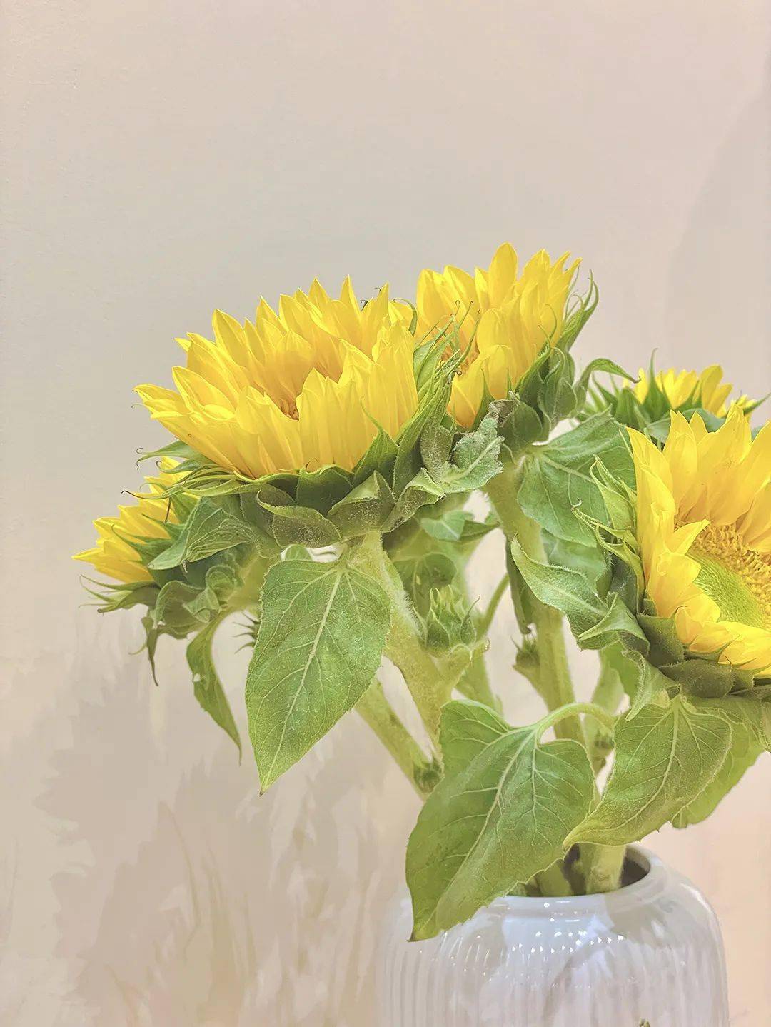 碧桂园服务晋冀区域|一本"特殊的备忘录"为独居老年人提供全方位的