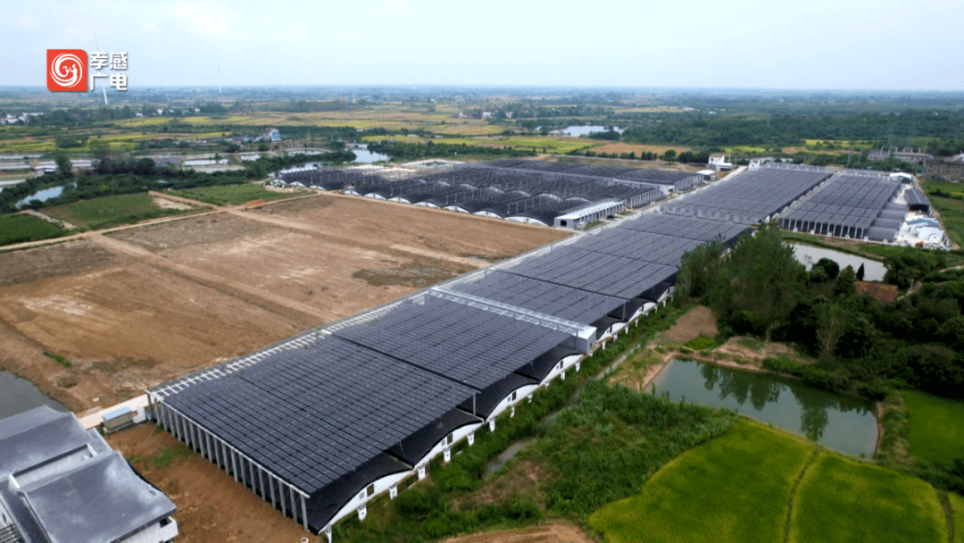 "应达万家" 助力应城名特优农产品走向全国!_建设_交通_乡村