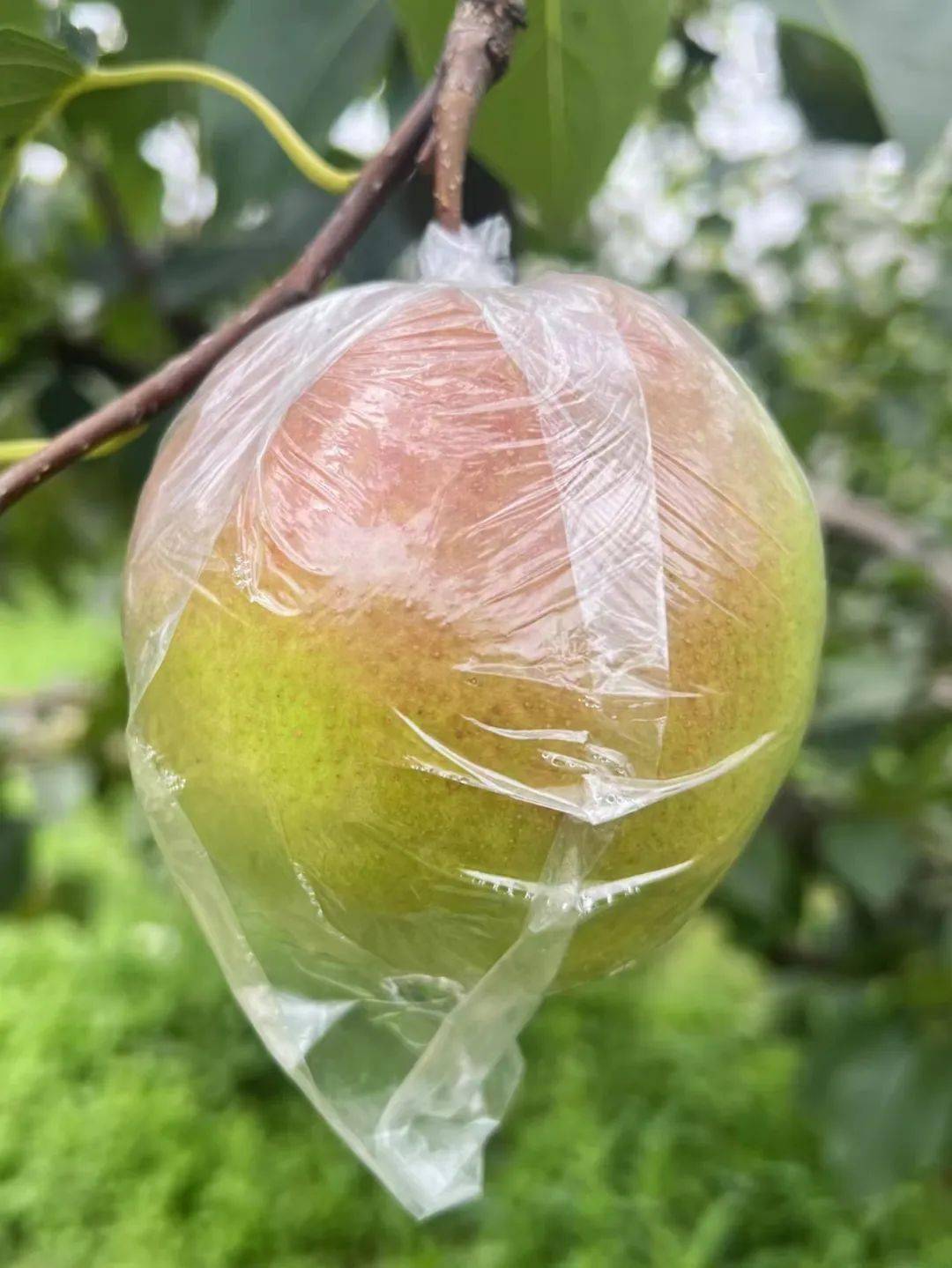 产地食材 ▎挂在树上的"果汁" ,山西隰县玉露香梨～_生活_梨子_朋友