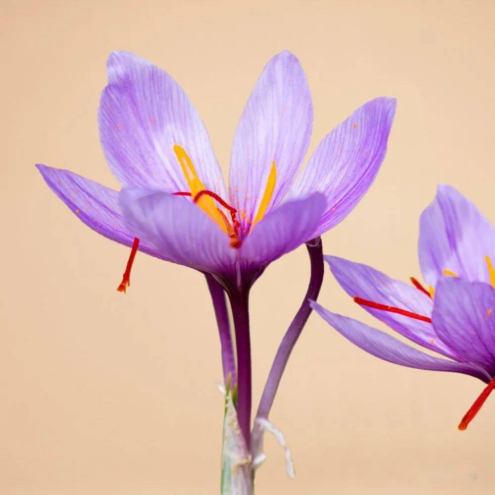 藏红花_应用_花柱