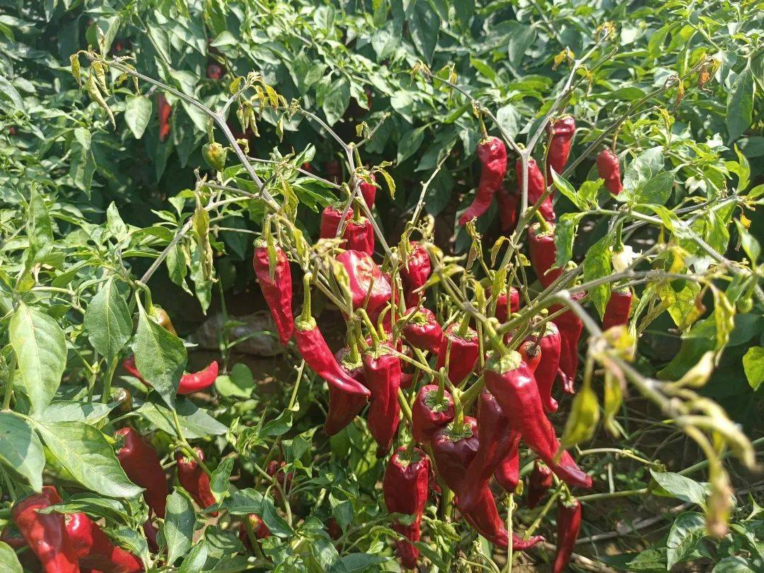 山西农大园艺学院选育的晋红色素椒实现丰产增收 有望突破色素辣椒