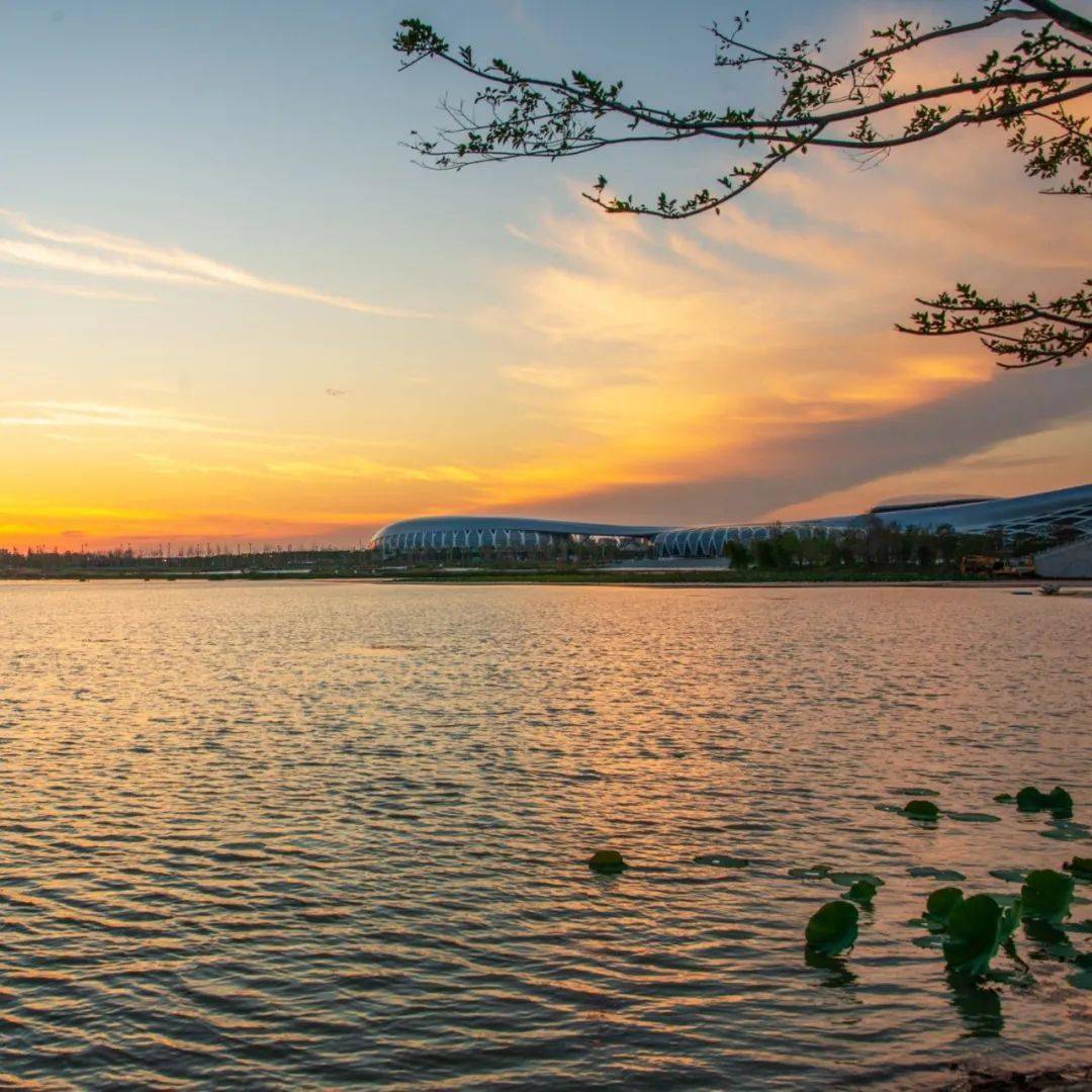 明湖这些芦苇地,拉满秋日氛围感|520安徽文旅惠民消费季_滁州市_芦花