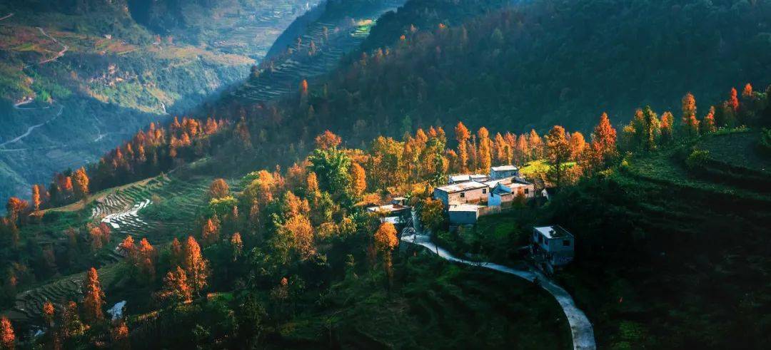 贵州这些赏枫秘境,看漫山遍野,红叶似火!_复兴_龙坪镇_枫叶