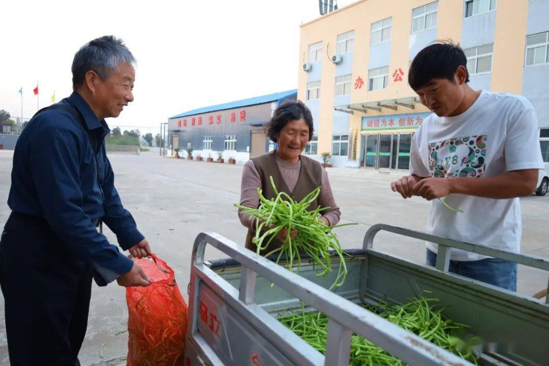 洛宁:"红薯梗"变身"黄金菜" 摇身一变销海外_收购_河底镇_工作