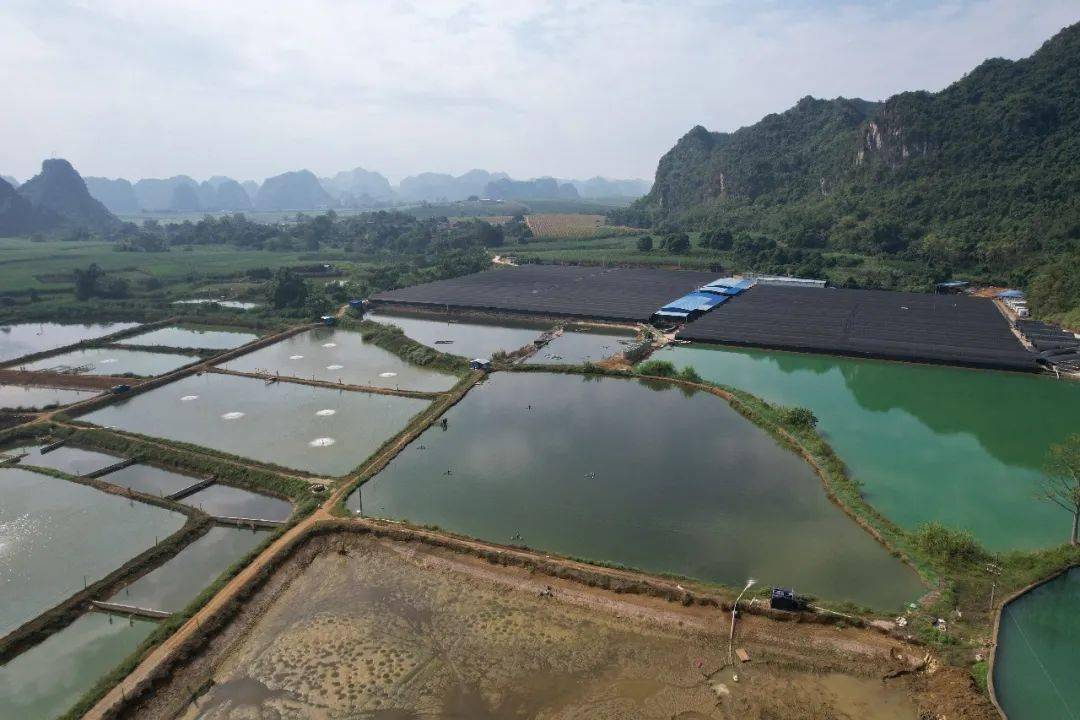 驮卢镇:因地制宜发展山泉水生态水产养殖 让农户的钱袋子鼓起来_壮大