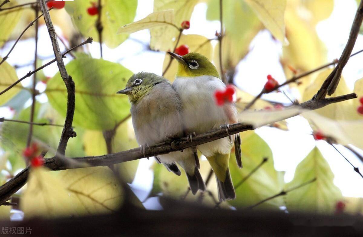 沈阳:晚秋时节,一对绣眼鸟秀恩爱,场面温馨可爱_铁西区_辽宁省_把头