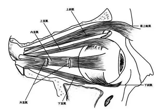 眼部骨骼结构图解图片