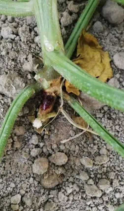 瓜果飘香-种优质哈密瓜的"窍门"