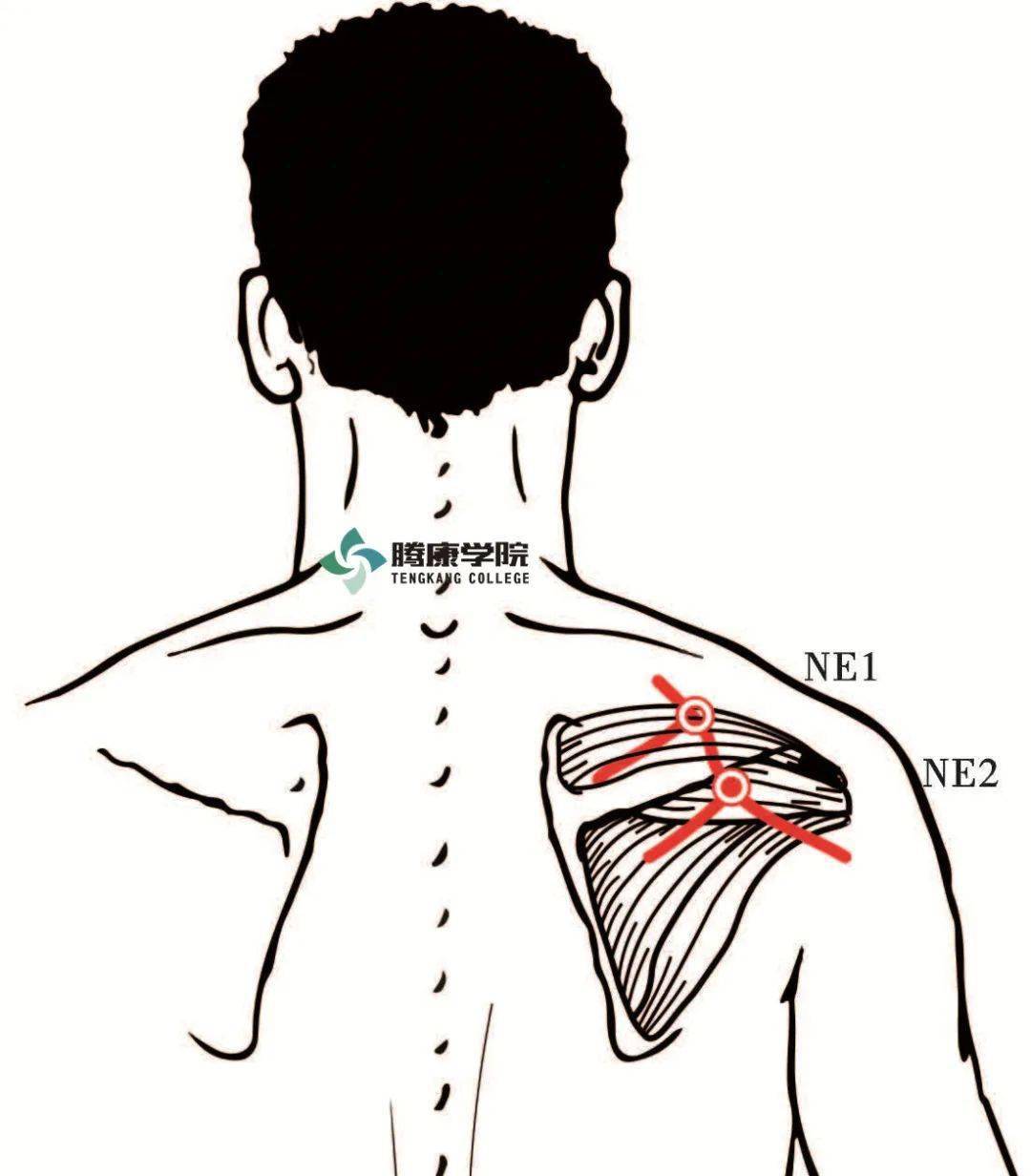 肩胛骨_神经_肩膀