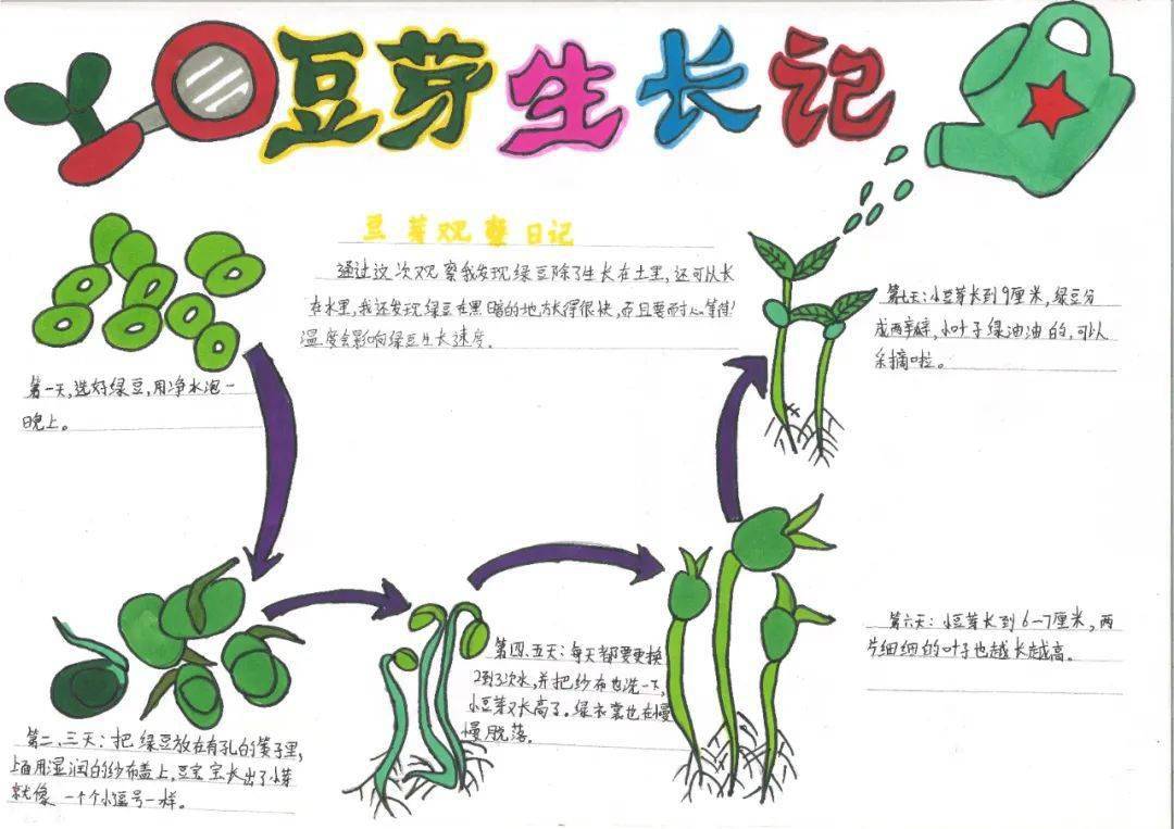 发豆芽的过程手抄报图片