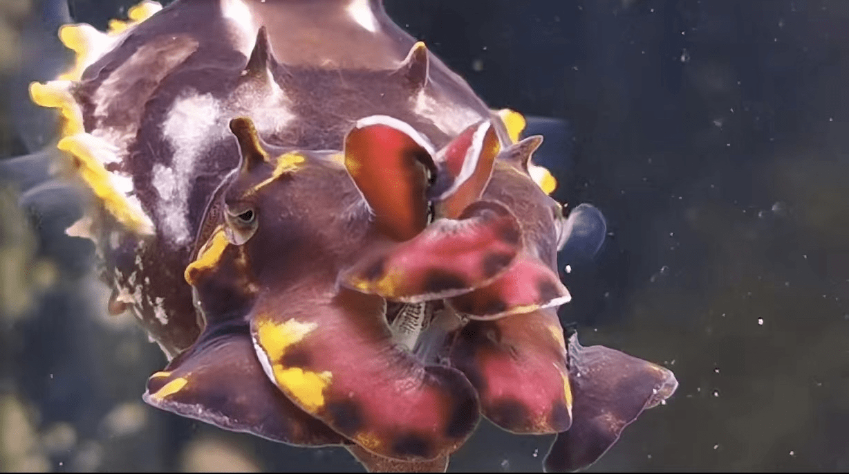 一只美丽的火焰乌贼对养过的"宝贝",陈昮也如数家珍:长得像金鱼的骨鳂