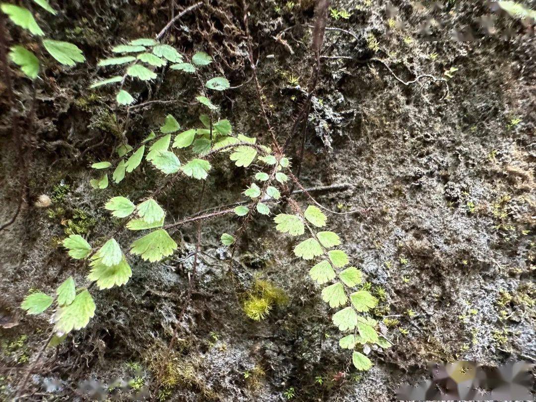 假鞭叶铁线蕨_棕色_植株_叶轴