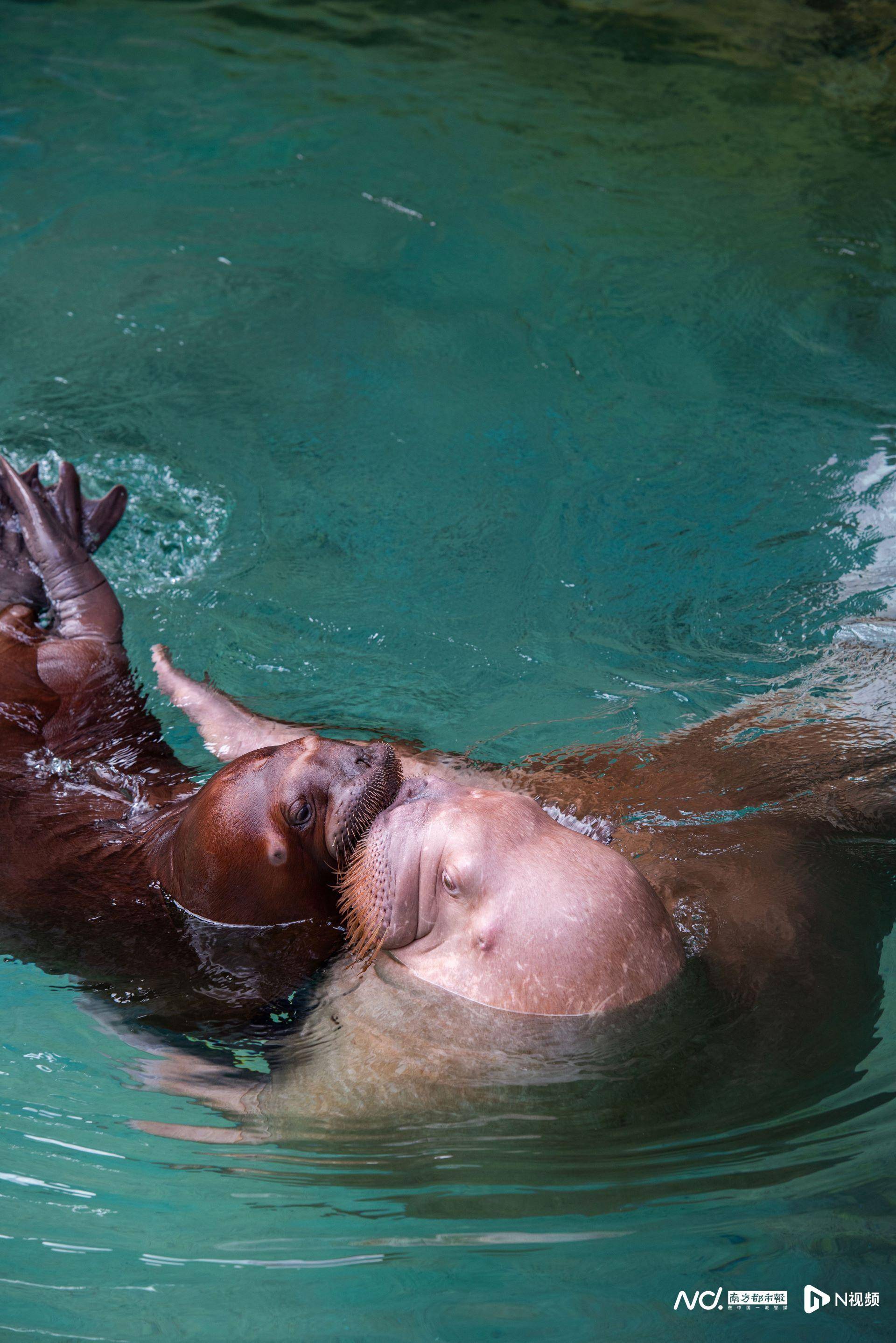国内首只太平洋海象幼崽在珠海长隆展出_隆海洋_繁育_王国