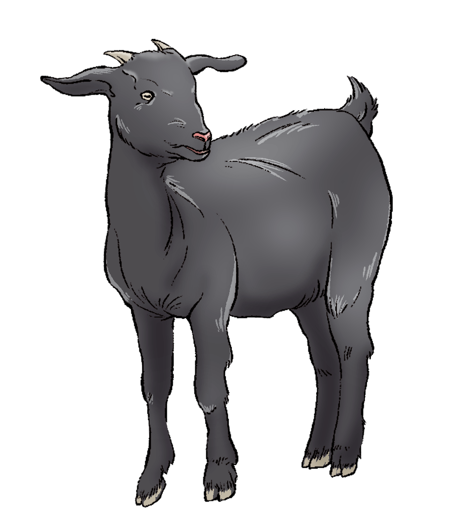 黑山羊在广西,鸭子有多种做法.