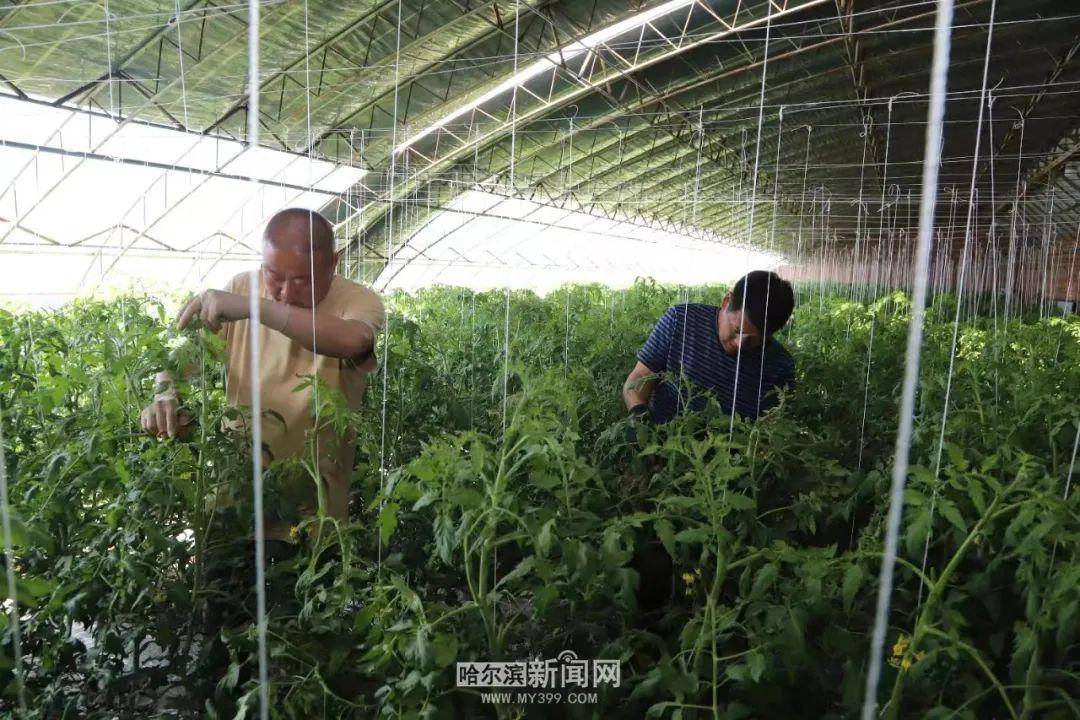 夏季时令果蔬喜获丰收｜龙江森工绿色森林果蔬飘香生“金”(图9)